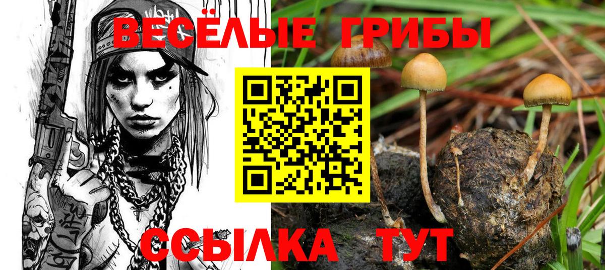 Псилоцибиновые грибы Psilocybe Лесосибирск